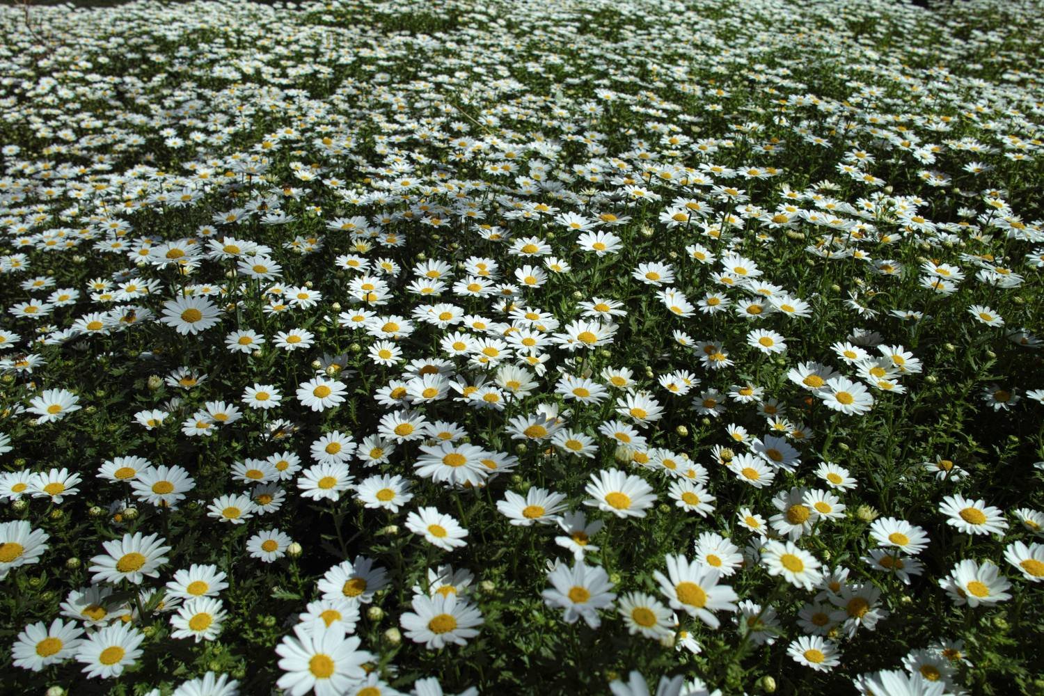 daisy flower field daisy flower field