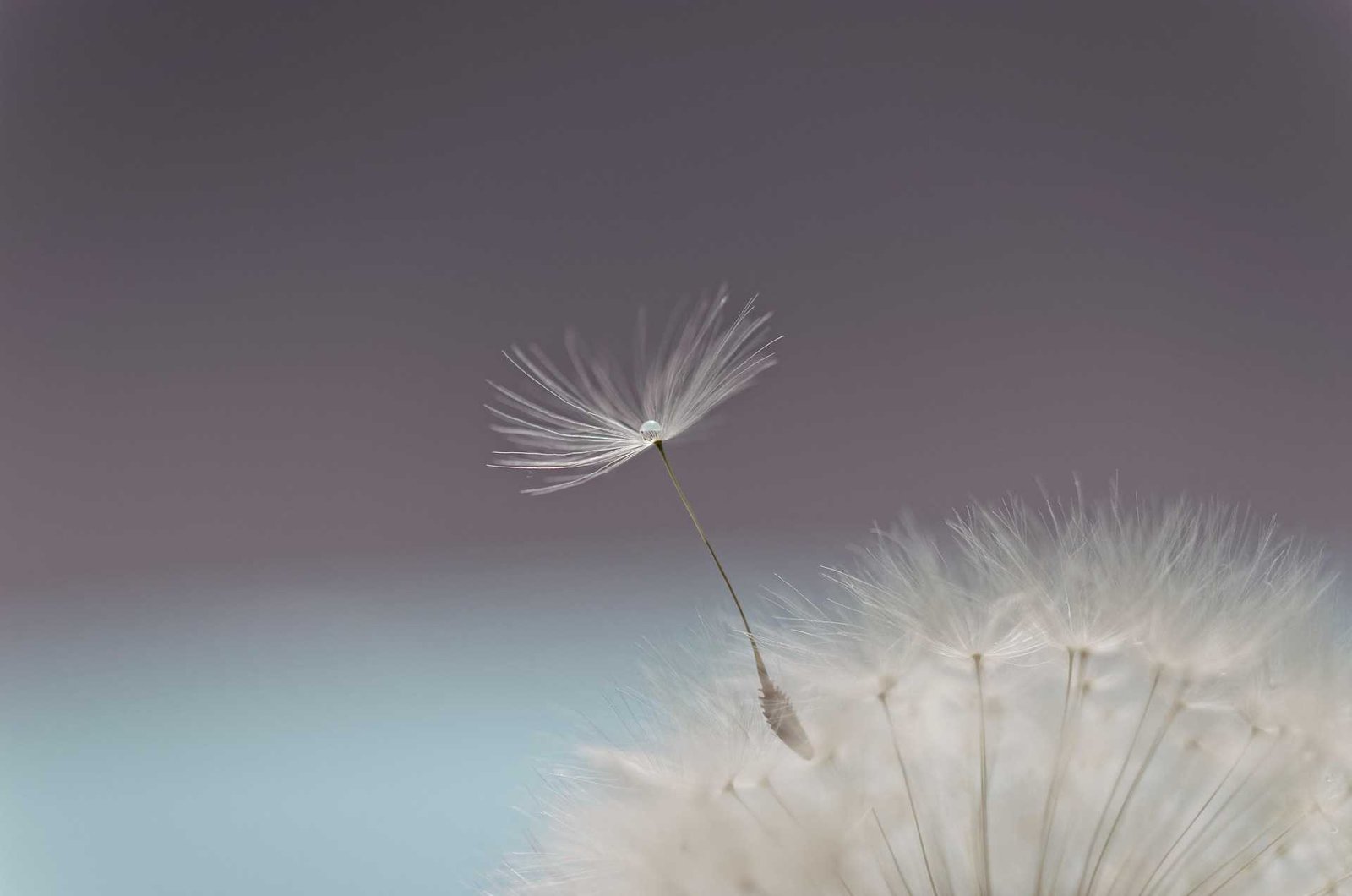 dandelion-flower-flying-seed dandelion-flower-flying-seed